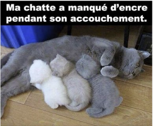 chatte