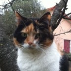 Le Chat